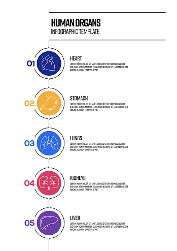 Human Organs Concept Vector Line Infographic Design with Icons. 5 Options or Steps for Presentation, Banner, Workflow Layout, Flow Chart etc.