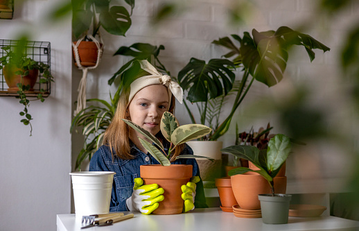 Teenage girl in denim overalls holds a ficus in her hands. Indoor plant. Flower transplantation process. Terracotta pot. Diversity toddler