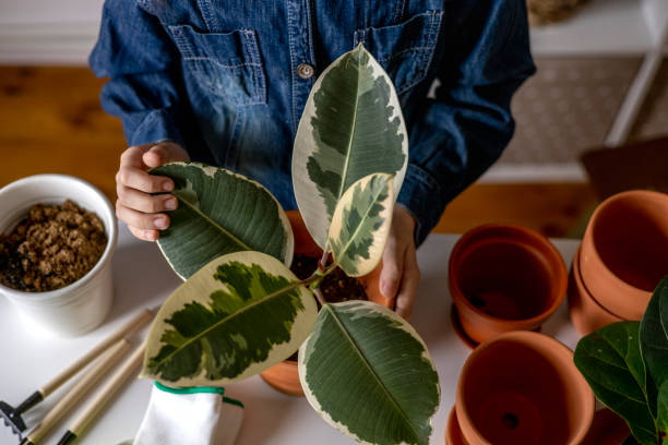 teenage girl in denim overalls holds a ficus in her hands. indoor plant. - the natural world plant attribute natural phenomenon mineral imagens e fotografias de stock