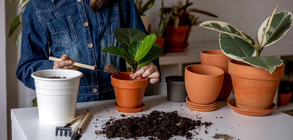 Teenage girl eco friendly pours earth into pot with ficus. Plant transplantation process. Montessori education. Home lifestyle. Favorite hobby of the child.