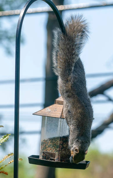 istock A Squirrel finds a way down to the bird feeder 1392220171