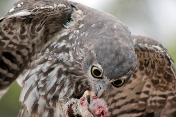 istock the barking owl is eating a rat 1392221618