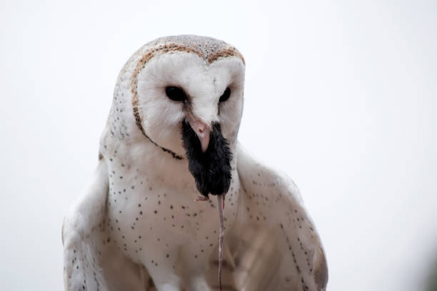 istock the barn owl is eating a black mouse 1392221710