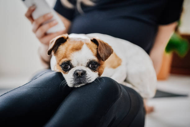 The best friends forever, sad, lonely dog