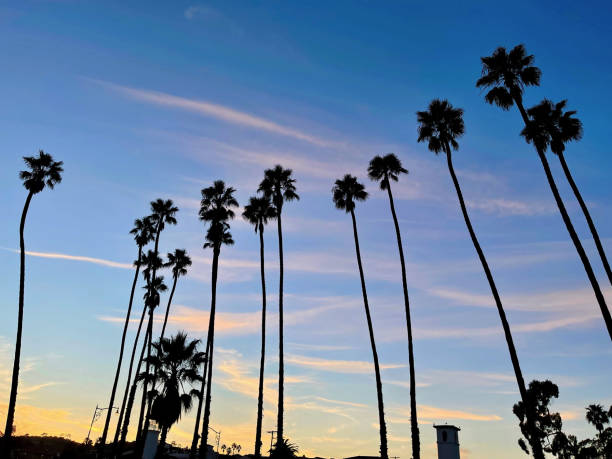 istock California Palm Trees 1392225551