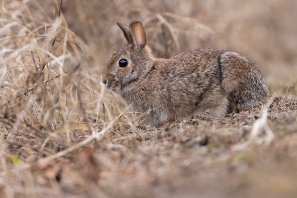 istock eastern cottontail bunny 1392225750