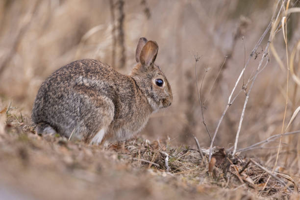istock eastern cottontail bunny 1392225797