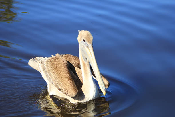 istock pelican wades 1392226900
