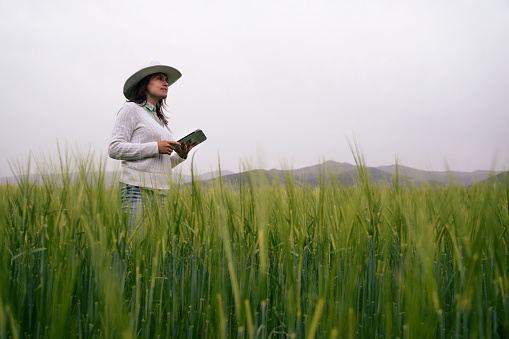 Female farmer examining wheat crop in an organic farm. Agronomist using tablet in for convenience in quality control.