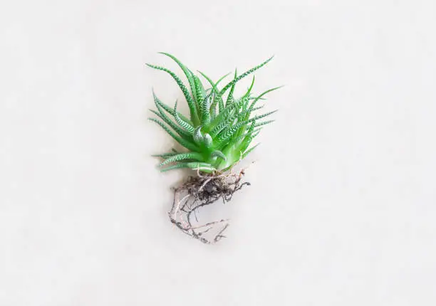 Succulent, Haworthia striped Haworthia fasciata, haworthia root on paper background