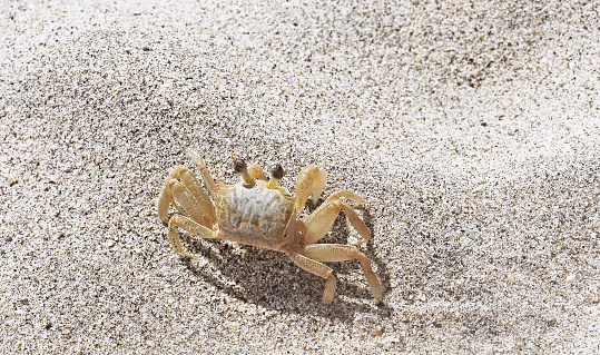 Colorful crab from Aruba seen from the front on a stone, with the blue sea on the background