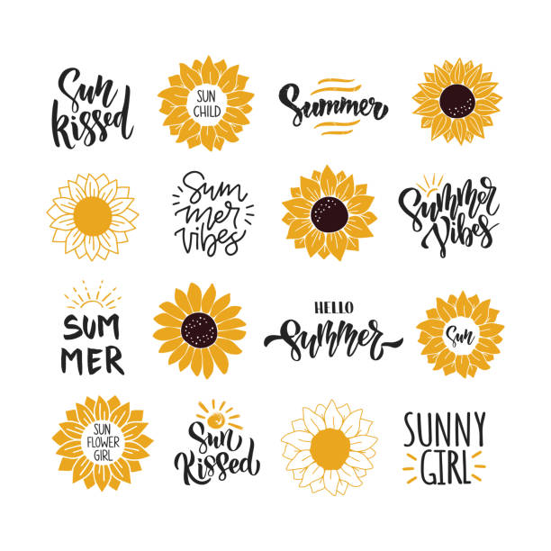 해바라기 벡터 일러스트레이션이있는 여름 따옴표. - sunflower stock illustrations