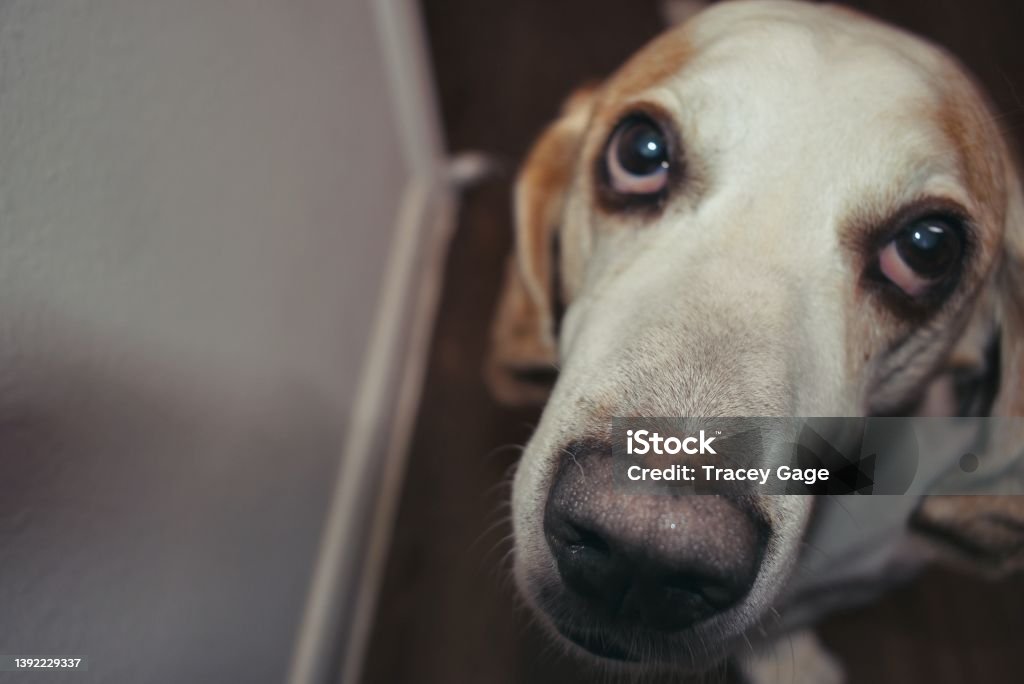 Bassett Hound face close up with sad eyes Taken eye level picture of a Bassett hound face. Dog Stock Photo
