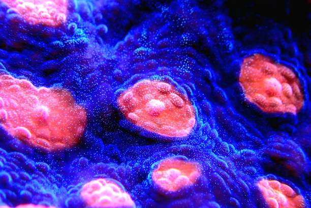 istock Chalice large polyps stony coral 1392231668
