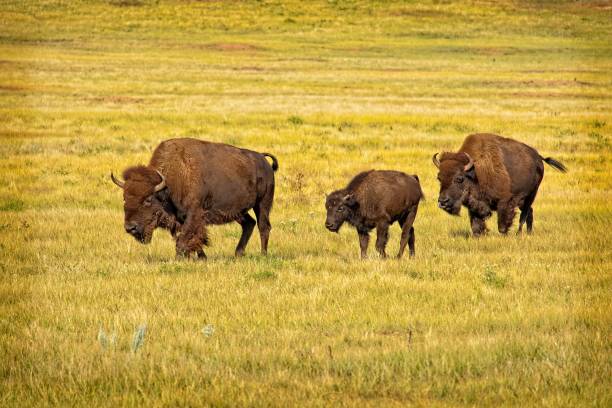 troupeau de bisons - wyoming landscape american culture plain photos et images de collection
