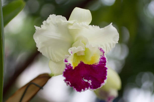 cattleya orchid A closeup view of a Cattleya orchid. cattleya magenta orchid tropical climate stock pictures, royalty-free photos & images