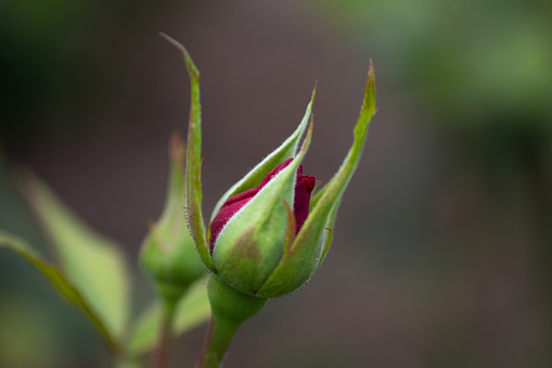 A closeup view of a young rosebud.