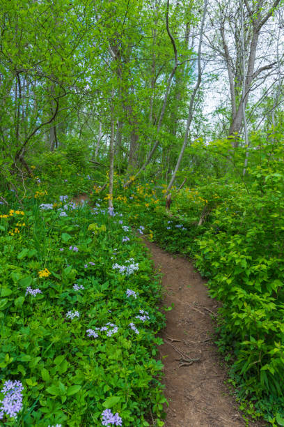 istock A narrow dirt path wanders through a spring green forest with purple phlox and yellow ragwort covering the forest floor. 1392238134