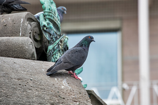 Rock dove photographed in Germany, in Europe. Picture made in 2019.