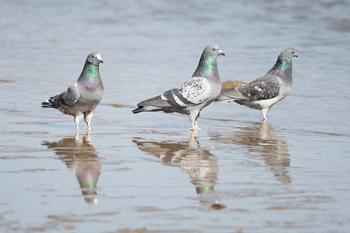 Colorful Rock Pigeons casing reflections in Prospect Lake in Colorado Springs, Colorado in western United States of America (USA).