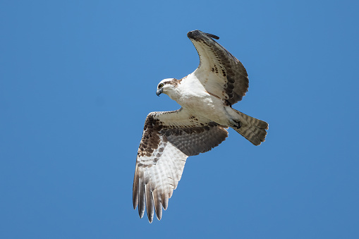 Osprey hovers while flying as it looks below for a fish in Prospect Lake in Colorado Springs, Colorado in western United States of America (USA).