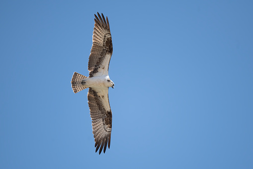 Osprey soars overhead as it looks below for a fish in Prospect Lake in Colorado Springs, Colorado in western United States of America (USA).