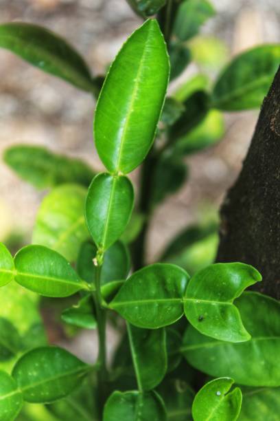 istock Citrus hystrix, or kaffir lime leaves 1392240968