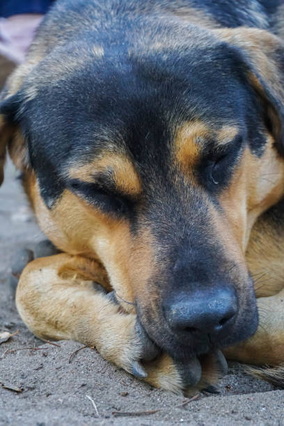 istock close up of a friendly dog 1392240985