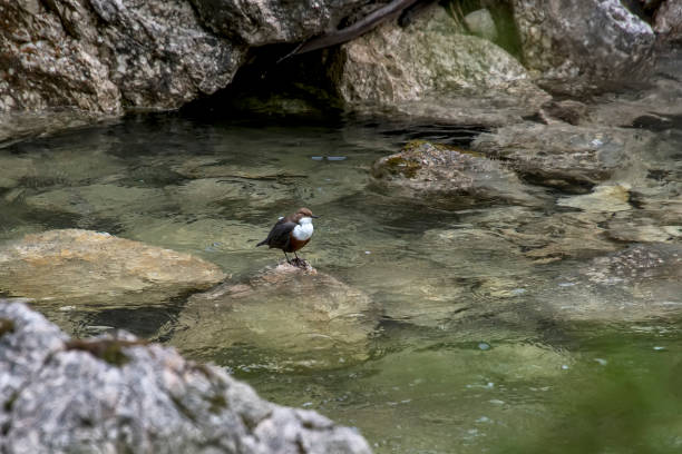 White throated dipper photographed in Germany, in Europe. Picture made in 2019. White throated dipper photographed in Germany, in Europe. Picture made in 2019. cinclidae stock pictures, royalty-free photos & images