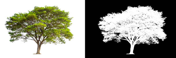 tree isolated on white background with clipping path and alpha channel stock photo