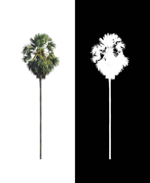 istock sugar palm that are isolated on a white background are suitable for both printing and web pages 1392244633