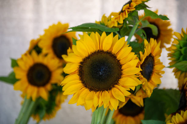 istock Sunflowers on a farm stand in Nova Scotia 1392244650