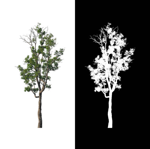 tree isolated on white background with clipping path and alpha channel