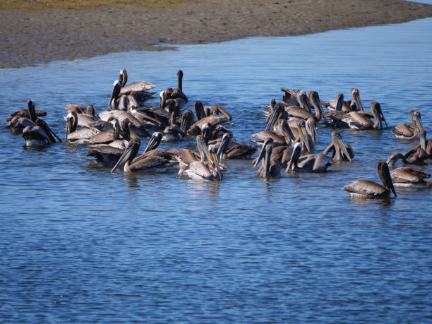 A Pod of Brown Pelicans stock photo