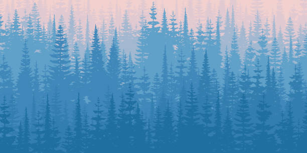 Coniferous forest in the morning haze Coniferous forest in the morning haze, banner norrbotten province stock illustrations