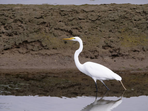 A Great Egret stock photo