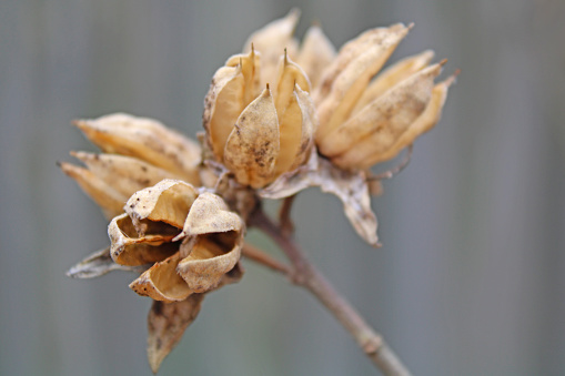 Close-up of withered flowered in the rural. Flower and plant.