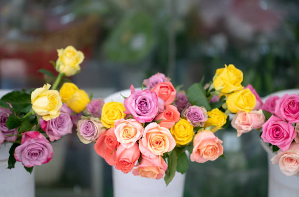 rosen aus mehreren farben werden in einem blumengeschäft ausgestellt - rose colored stock-fotos und bilder