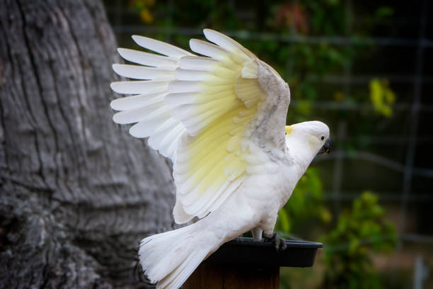 istock Sulphur Crested Cockatoo (Cacatua galerita) 1392251602