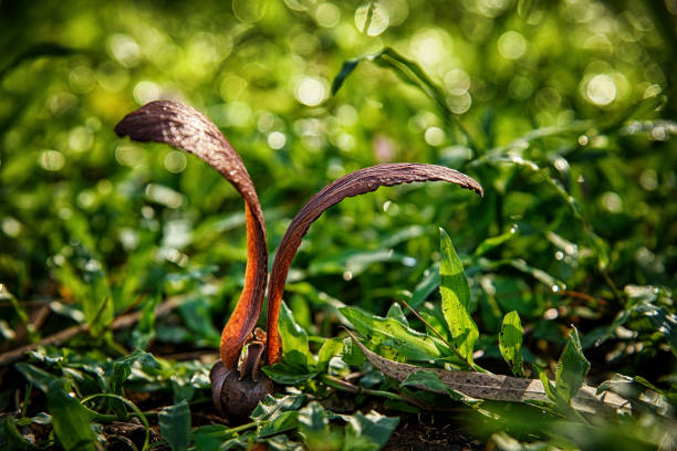 Dipterocarpus alatus Roxb (Yang, Gurjan, Garjan) seed fall down on the grasses. Yang, Gurjan or garjan seeds.