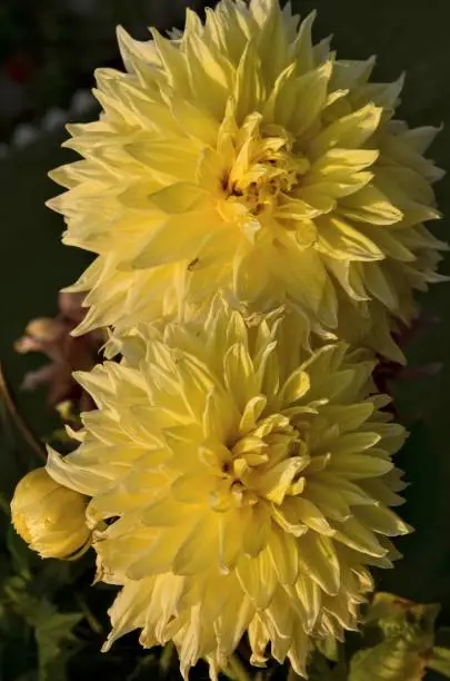 Yellow coloured dahlia flower.Dahlia is a genus of bushy, tuberous, herbaceous perennial plants. It's garden relatives include the sunflower, Daisy, chrysanthemum and zinnia. Family Asteraceae.