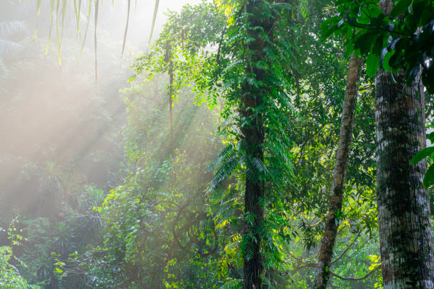 istock summer morning in the forest 1392252625