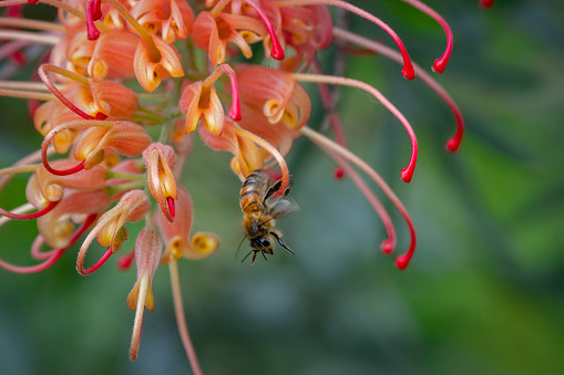 Flying honey bee collecting pollen at yellow flower.