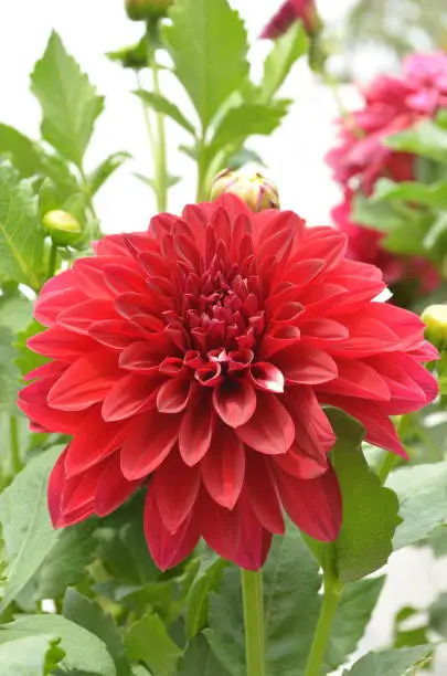 Red and white coloured dahlia flower.Dahlia is a genus of bushy, tuberous, herbaceous perennial plants. It's garden relatives include the sunflower, Daisy, chrysanthemum and zinnia. Family Asteraceae.