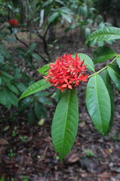 istock Red flowers of Ixora coccinea 1392252818