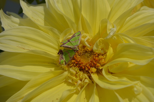 Geometric moth, Agathia quinaria. Lepidoptera animalia insecta Arthropoda India. Summer season. Metamorphosis. Beautiful green and brown coloured moth. Sitting on Yellow coloured dahlia flower.