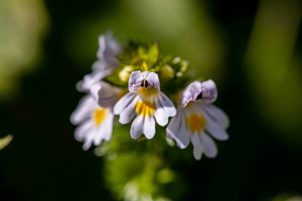 Euphrasia alpina flower in meadow, close up flowers captured in Bohinj valley Slovenia euphrasia stock pictures, royalty-free photos & images