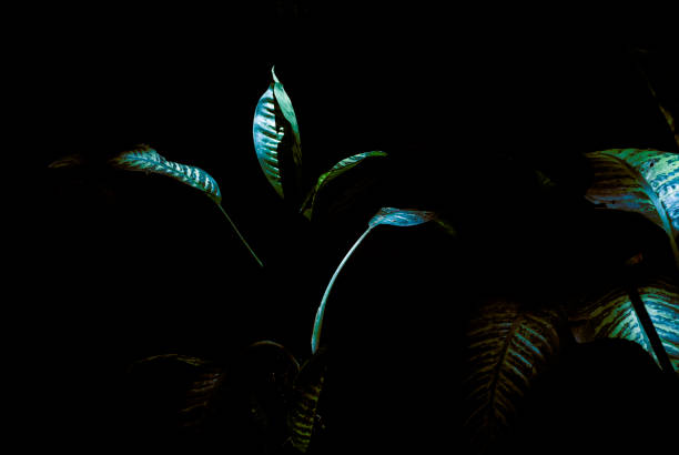 Leaf in organic garden with black background natural sun lighting in central america.