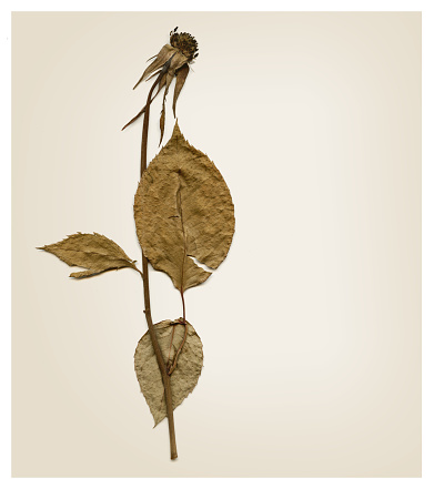 Two rose flowers are dried by the hot summer sun against a background of yellowing foliage. Close-up.