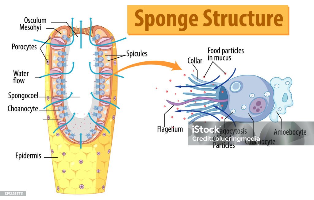 Diagram Showing Structure Of Sponge Stock Illustration - Download Image Now - Anatomy, Art
